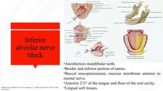 Inferior
alveolar nerve
block
•Anesthetizes mandibular teeth.
•Border and inferior portion of ramus.
•Buccal mucoperiosteum, mucous membrane anterior to
mental nerve.
•Anterior 2/3rd
of the tongue and floor of the oral cavity.
•Lingual soft tissues.
Malamed SF. Handbook of Local Anesthesia, 7e: South Asia Edition. Elsevier India;
2019 Aug 27.
 