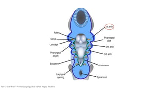 Faris C. Scott-Brown’s Otorhinolaryngology, Head and Neck Surgery, 7th edition.
 