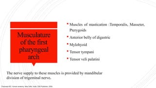 Musculature
of the first
pharyngeal
arch
 Muscles of mastication :Temporalis, Masseter,
Pterygoids
 Anterior belly of digastric
 Mylohyoid
 Tensor tympani
 Tensor veli palatini
The nerve supply to these muscles is provided by mandibular
division of trigeminal nerve.
Chaurasia BD. Human anatomy. New Delhi, India: CBS Publisher; 2004.
 