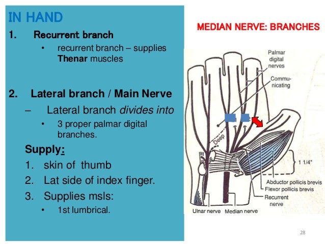 1 nerves of upper extremity