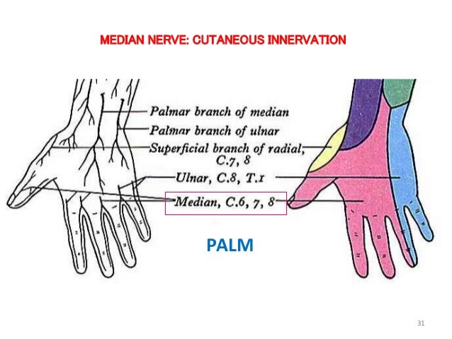 1 nerves of upper extremity