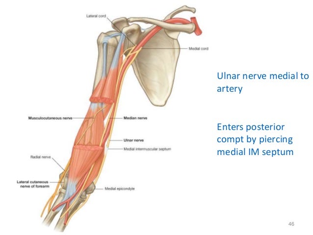 1 nerves of upper extremity