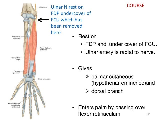 1 nerves of upper extremity
