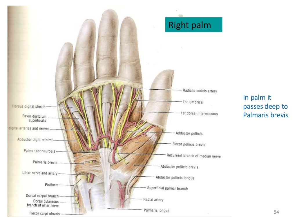 1 nerves of upper extremity
