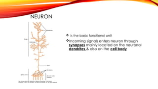 NEURON
 Is the basic functional unit
Incoming signals enters neuron through
synapses mainly located on the neuronal
dendrites & also on the cell body
 