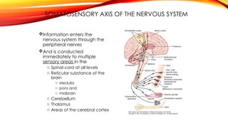 SOMATOSENSORY AXIS OF THE NERVOUS SYSTEM
Information enters the
nervous system through the
peripheral nerves
And is conducted
immediately to multiple
sensory areas in the
o Spinal cord at all levels
o Reticular substance of the
brain
o Medulla
o pons and
o midbrain
o Cerebellum
o Thalamus
o Areas of the cerebral cortex
 