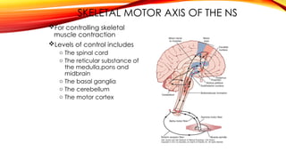 SKELETAL MOTOR AXIS OF THE NS
For controlling skeletal
muscle contraction
Levels of control includes
o The spinal cord
o The reticular substance of
the medulla,pons and
midbrain
o The basal ganglia
o The cerebellum
o The motor cortex
 