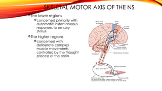 SKELETAL MOTOR AXIS OF THE NS
The lower regions
concerned primarily with
automatic instantaneous
responses to sensory
stimuli
The higher regions
concerned with
deliberate complex
muscle movements
controlled by the thought
process of the brain
 