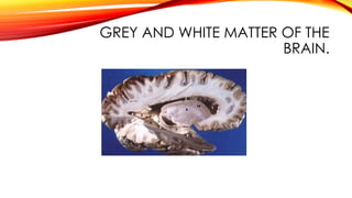GREY AND WHITE MATTER OF THE
BRAIN.
 