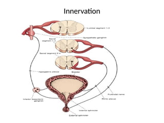 # 1 Neuroanatomy_and_Physiology_of_bladder_and_bowel_with_clinical ...
