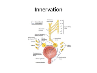 # 1 Neuroanatomy_and_Physiology_of_bladder_and_bowel_with_clinical ...