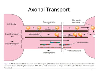 1 Neurohistology for Neurology residents.ppt