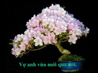 Vợ anh vừa mới qua đời.Vợ anh vừa mới qua đời.
 