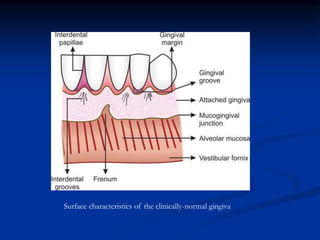 Surface characteristics of the clinically-normal gingiva
 