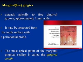 Marginal(free) gingiva
• extends apically to free gingival
groove, approximately 1 mm wide.
• It may be separated from
the tooth surface with
a periodontal probe.
• The most apical point of the marginal
gingival scallop is called the gingival
zenith.
 