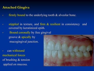 Attached Gingiva
• firmly bound to the underlying tooth & alveolar bone.
• stippled in texture, and firm & resilient in consistency and
covered by keratinized epith.
• Bound coronally by free gingival
groove & apically by
mucogingival junction.
• can withstand
mechanical forces
of brushing & tension
applied on mucosa.
 