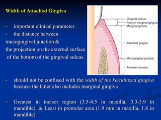 Width of Attached Gingiva
• important clinical parameter.
• the distance between
mucogingival junction &
the projection on the external surface
of the bottom of the gingival sulcus.
• should not be confused with the width of the keratinized gingiva
because the latter also includes marginal gingiva
• Greatest in incisor region (3.5-4.5 in maxilla, 3.3-3.9 in
mandible). & Least in premolar area (1.9 mm in maxilla, 1.8 in
mandible).
 