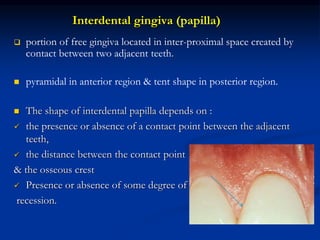Interdental gingiva (papilla)
 portion of free gingiva located in inter-proximal space created by
contact between two adjacent teeth.
 pyramidal in anterior region & tent shape in posterior region.
 The shape of interdental papilla depends on :
 the presence or absence of a contact point between the adjacent
teeth,
 the distance between the contact point
& the osseous crest
 Presence or absence of some degree of
recession.
 