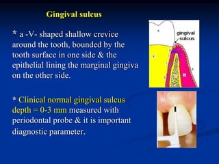 Gingival sulcus
* a -V- shaped shallow crevice
around the tooth, bounded by the
tooth surface in one side & the
epithelial lining the marginal gingiva
on the other side.
* Clinical normal gingival sulcus
depth = 0-3 mm measured with
periodontal probe & it is important
diagnostic parameter.
 