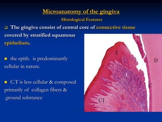 Microanatomy of the gingiva
Histological Features
 The gingiva consist of central core of connective tissue
covered by stratified squamous
epithelium.
 the epith. is predominantly
cellular in nature.
 C.T is less cellular & composed
primarily of collagen fibers &
ground substance
 
