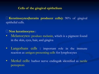 Cells of the gingival epithelium
􀂆Keratinocytes(keratin producer cells): 90% of gingival
epithelial cells.
􀂆Non keratinocytes :
• Melanocytes: produce melanin, which is a pigment found
in the skin, eyes, hair, and gingiva
• Langerhans cells : important role in the immune
reaction as antigen-presenting cells for lymphocytes
• Merkel cells: harbor nerve endings& identified as tactile
perceptors
 