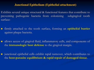 Junctional Epithelium (Epithelial attachment)
Exhibits several unique structural & functional features that contribute to
preventing pathogenic bacteria from colonizing subgingival tooth
surface:
 firmly attached to the tooth surface, forming an epithelial barrier
against plaque bacteria.
 allows access of gingival fluid, inflammatory cells, and components of
the immunologic host defense to the gingival margin.
 junctional epithelial cells exhibit rapid turnover, which contributes to
the host-parasite equilibrium & rapid repair of damaged tissue.
 