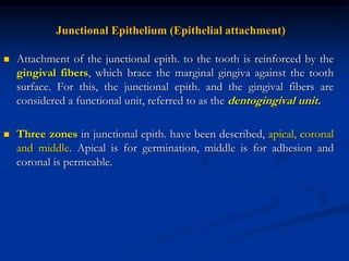 Junctional Epithelium (Epithelial attachment)
 Attachment of the junctional epith. to the tooth is reinforced by the
gingival fibers, which brace the marginal gingiva against the tooth
surface. For this, the junctional epith. and the gingival fibers are
considered a functional unit, referred to as the dentogingival unit.
 Three zones in junctional epith. have been described, apical, coronal
and middle. Apical is for germination, middle is for adhesion and
coronal is permeable.
 