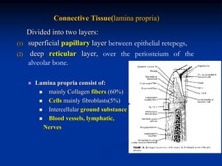 Connective Tissue(lamina propria)
Divided into two layers:
(1) superficial papillary layer between epithelial retepegs,
(2) deep reticular layer, over the periosteium of the
alveolar bone.
 Lamina propria consist of:
 mainly Collagen fibers (60%)
 Cells mainly fibroblasts(5%)
 Intercellular ground substance
 Blood vessels, lymphatic,
Nerves
 