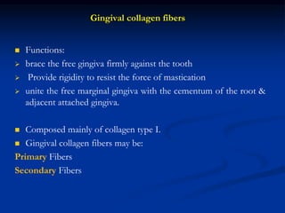 Gingival collagen fibers
 Functions:
 brace the free gingiva firmly against the tooth
 Provide rigidity to resist the force of mastication
 unite the free marginal gingiva with the cementum of the root &
adjacent attached gingiva.
 Composed mainly of collagen type I.
 Gingival collagen fibers may be:
Primary Fibers
Secondary Fibers
 