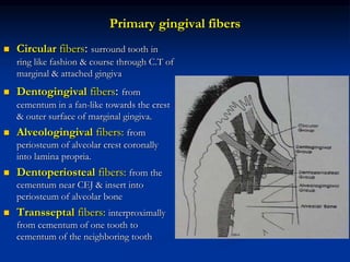 Primary gingival fibers
 Circular fibers: surround tooth in
ring like fashion & course through C.T of
marginal & attached gingiva
 Dentogingival fibers: from
cementum in a fan-like towards the crest
& outer surface of marginal gingiva.
 Alveologingival fibers: from
periosteum of alveolar crest coronally
into lamina propria.
 Dentoperiosteal fibers: from the
cementum near CEJ & insert into
periosteum of alveolar bone
 Transseptal fibers: interproximally
from cementum of one tooth to
cementum of the neighboring tooth
 
