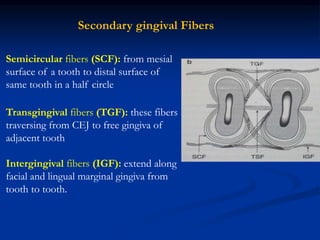 Secondary gingival Fibers
Semicircular fibers (SCF): from mesial
surface of a tooth to distal surface of
same tooth in a half circle
Transgingival fibers (TGF): these fibers
traversing from CEJ to free gingiva of
adjacent tooth
Intergingival fibers (IGF): extend along
facial and lingual marginal gingiva from
tooth to tooth.
 