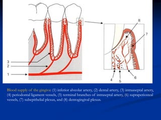 Blood supply of the gingiva: (1) inferior alveolar artery, (2) dental artery, (3) intraaseptal artery,
(4) periodontal ligament vessels, (5) terminal branches of intraseptal artery, (6) supraperiosteal
vessels, (7) subepithelial plexus, and (8) dentogingival plexus.
 