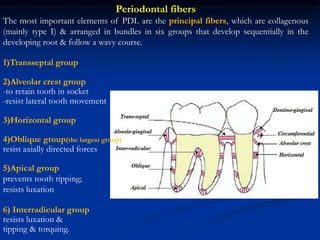 Periodontal fibers
The most important elements of PDL are the principal fibers, which are collagenous
(mainly type I) & arranged in bundles in six groups that develop sequentially in the
developing root & follow a wavy course.
1)Transseptal group
2)Alveolar crest group
-to retain tooth in socket
-resist lateral tooth movement
3)Horizontal group
4)Oblique group(the largest group)
resist axially directed forces
5)Apical group
prevents tooth tipping;
resists luxation
6) Interradicular group
resists luxation &
tipping & torquing.
 