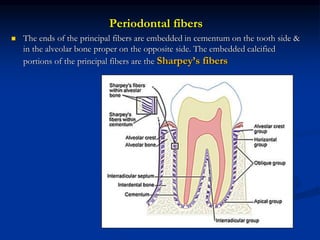 Periodontal fibers
 The ends of the principal fibers are embedded in cementum on the tooth side &
in the alveolar bone proper on the opposite side. The embedded calcified
portions of the principal fibers are the Sharpey’s fibers
 