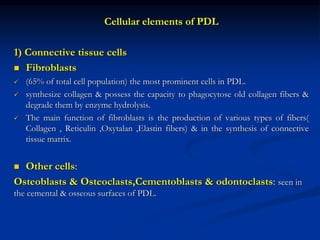 Cellular elements of PDL
1) Connective tissue cells
 Fibroblasts
 (65% of total cell population) the most prominent cells in PDL.
 synthesize collagen & possess the capacity to phagocytose old collagen fibers &
degrade them by enzyme hydrolysis.
 The main function of fibroblasts is the production of various types of fibers(
Collagen , Reticulin ,Oxytalan ,Elastin fibers) & in the synthesis of connective
tissue matrix.
 Other cells:
Osteoblasts & Osteoclasts,Cementoblasts & odontoclasts: seen in
the cemental & osseous surfaces of PDL.
 