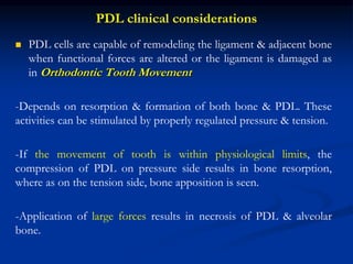 PDL clinical considerations
 PDL cells are capable of remodeling the ligament & adjacent bone
when functional forces are altered or the ligament is damaged as
in Orthodontic Tooth Movement
-Depends on resorption & formation of both bone & PDL. These
activities can be stimulated by properly regulated pressure & tension.
-If the movement of tooth is within physiological limits, the
compression of PDL on pressure side results in bone resorption,
where as on the tension side, bone apposition is seen.
-Application of large forces results in necrosis of PDL & alveolar
bone.
 