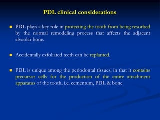  PDL plays a key role in protecting the tooth from being resorbed
by the normal remodeling process that affects the adjacent
alveolar bone.
 Accidentally exfoliated teeth can be replanted.
 PDL is unique among the periodontal tissues, in that it contains
precursor cells for the production of the entire attachment
apparatus of the tooth, i.e. cementum, PDL & bone
PDL clinical considerations
 