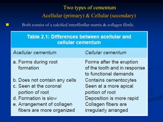Two types of cementum
Acellular (primary) & Cellular (secondary)
 Both consist of a calcified interfibrillar matrix & collagen fibrils.
 