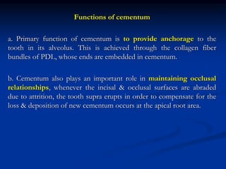 Functions of cementum
a. Primary function of cementum is to provide anchorage to the
tooth in its alveolus. This is achieved through the collagen fiber
bundles of PDL, whose ends are embedded in cementum.
b. Cementum also plays an important role in maintaining occlusal
relationships, whenever the incisal & occlusal surfaces are abraded
due to attrition, the tooth supra erupts in order to compensate for the
loss & deposition of new cementum occurs at the apical root area.
 