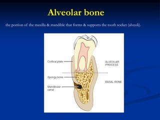 Alveolar bone
the portion of the maxilla & mandible that forms & supports the tooth socket (alveoli).
 