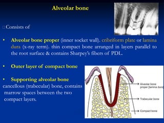 Alveolar bone
􀂆Consists of
• Alveolar bone proper (inner socket wall). cribriform plate or lamina
dura (x-ray term). thin compact bone arranged in layers parallel to
the root surface & contains Sharpey’s fibers of PDL.
• Outer layer of compact bone
• Supporting alveolar bone
cancellous (trabecular) bone, contains
marrow spaces between the two
compact layers.
 