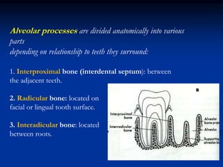 Alveolar processes are divided anatomically into various
parts
depending on relationship to teeth they surround:
1. Interproximal bone (interdental septum): between
the adjacent teeth.
2. Radicular bone: located on
facial or lingual tooth surface.
3. Interadicular bone: located
between roots.
 