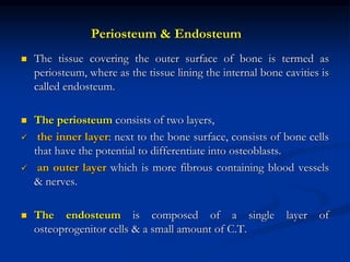 Periosteum & Endosteum
 The tissue covering the outer surface of bone is termed as
periosteum, where as the tissue lining the internal bone cavities is
called endosteum.
 The periosteum consists of two layers,
 the inner layer: next to the bone surface, consists of bone cells
that have the potential to differentiate into osteoblasts.
 an outer layer which is more fibrous containing blood vessels
& nerves.
 The endosteum is composed of a single layer of
osteoprogenitor cells & a small amount of C.T.
 