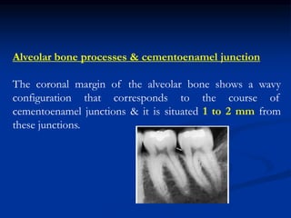 Alveolar bone processes & cementoenamel junction
The coronal margin of the alveolar bone shows a wavy
configuration that corresponds to the course of
cementoenamel junctions & it is situated 1 to 2 mm from
these junctions.
 