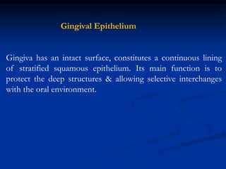 Gingival Epithelium
Gingiva has an intact surface, constitutes a continuous lining
of stratified squamous epithelium. Its main function is to
protect the deep structures & allowing selective interchanges
with the oral environment.
 