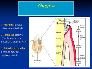 The gingiva divided into three parts:
1. Marginal gingiva
(free or unattached)
2. Attached gingiva
(firmly attached to
underlying tooth & bone)
3. Interdental papillae
( located between
adjacent teeth).
Gingiva
 