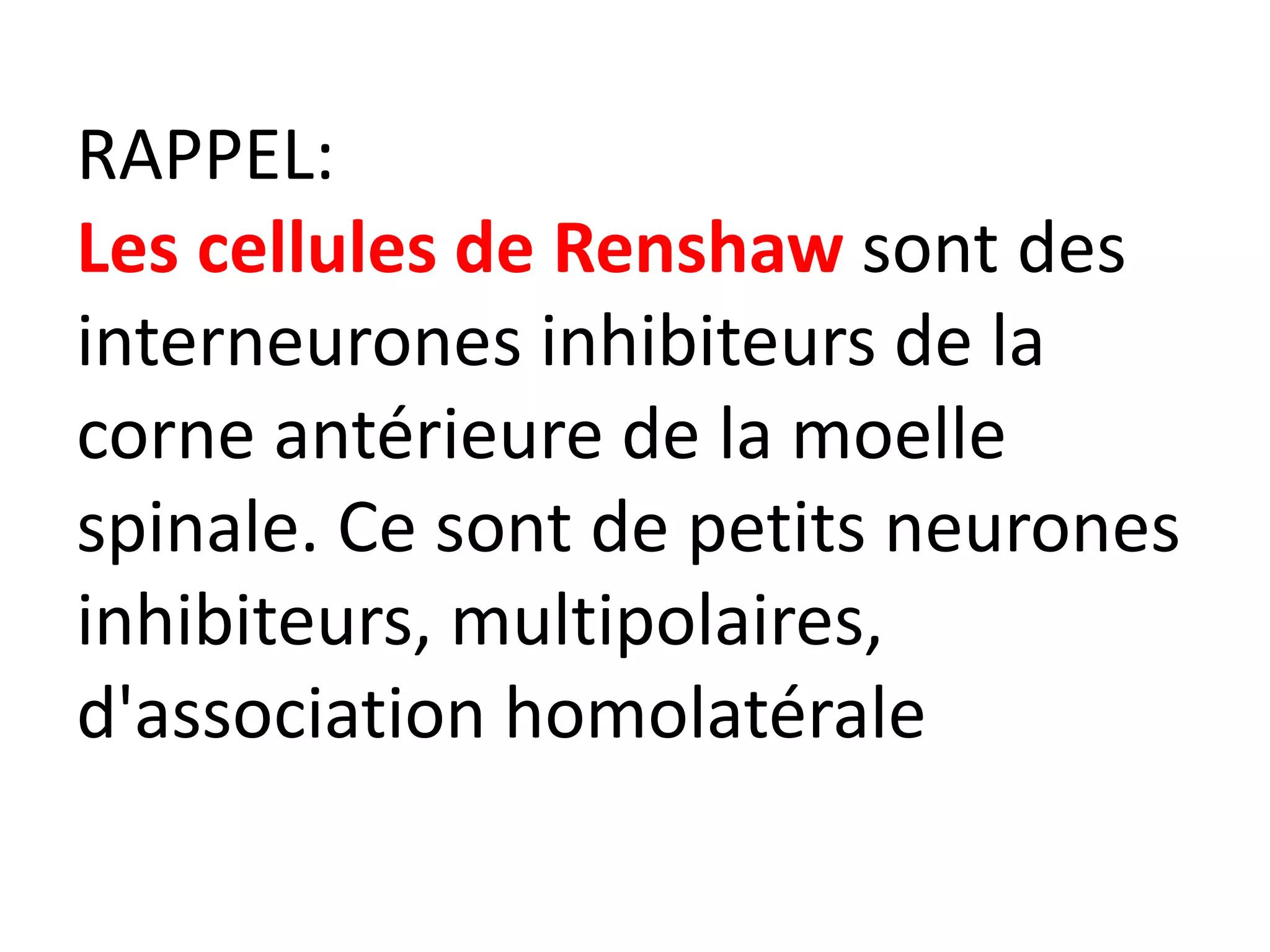 RAPPEL:
Les cellules de Renshaw sont des
interneurones inhibiteurs de la
corne antérieure de la moelle
spinale. Ce sont de petits neurones
inhibiteurs, multipolaires,
d'association homolatérale
 