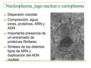 1 nucleo_celular de celulas procariotas.pdf