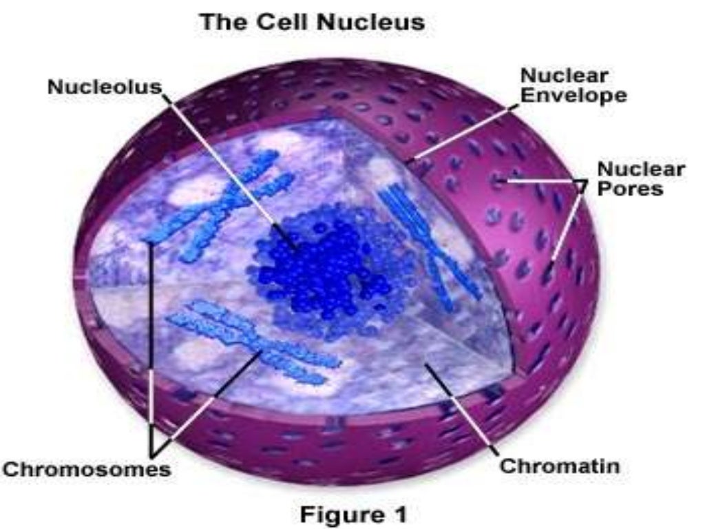 The cell nucleus