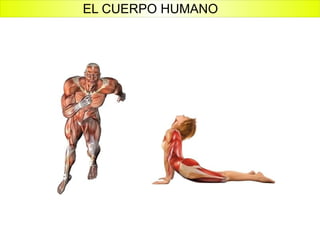 EL CUERPO HUMANO 